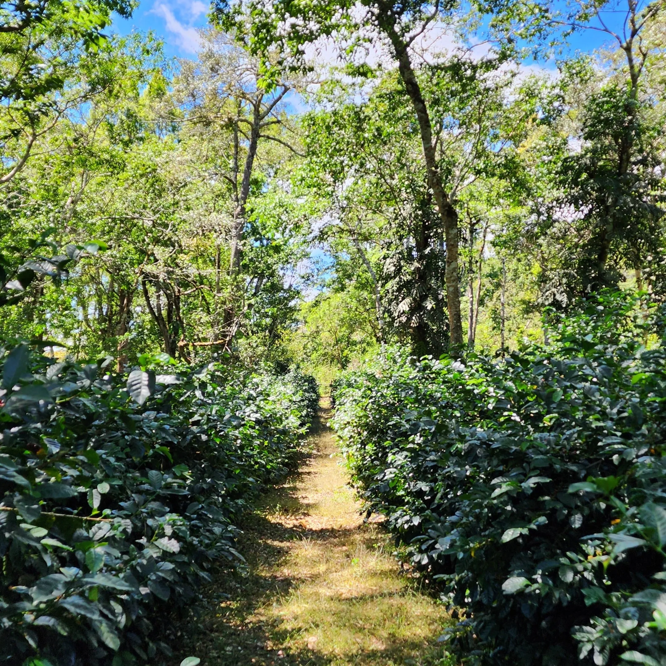 GW-1214 Gesha, double phase washed with dry cascara maceration - Boquete