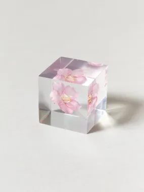 Sola Cube - Kawazu-zakura (Sakura)